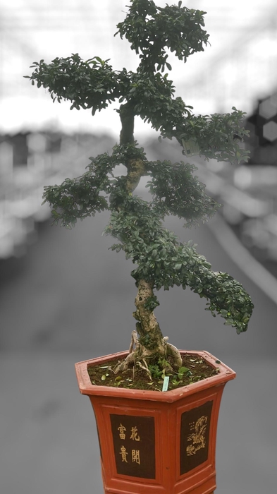 <h4>Carmona macrophylla, pot 43 cm., height 150 cm. (single item)</h4>