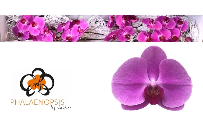 <h4>Phalaenopsis Happy Valentina Doos</h4>