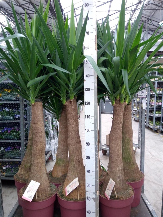 <h4>Yucca elephantipes   ...</h4>