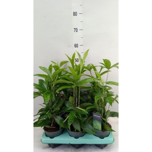 Dracaena surculosa