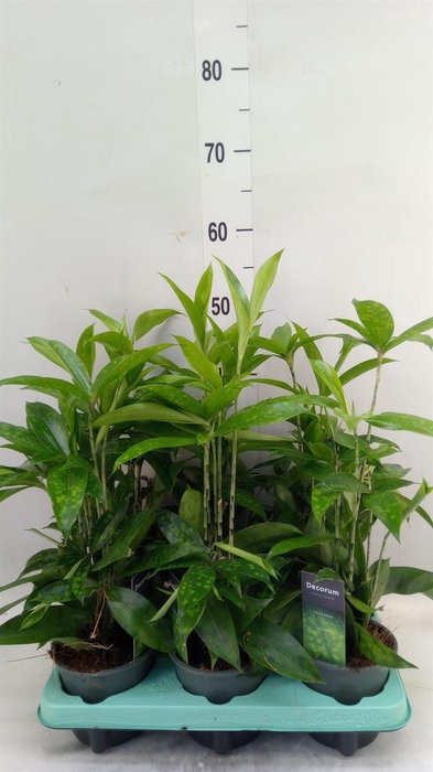 <h4>Dracaena surculosa</h4>