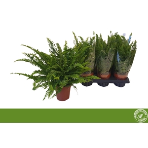 Nephrolepis exa. Green Lady 12Ø 45cm