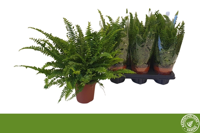 Nephrolepis exa. Green Lady 12Ø 45cm