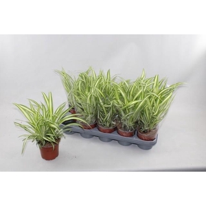 CHLOR COM VARIEGATUM