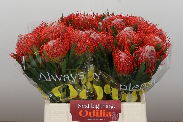 <h4>Nutans Tango</h4>