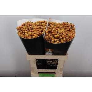 Wax-Rozen Wax Wit Zilver glitter