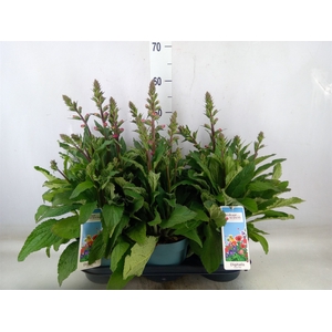 Digitalis purp. 'Lucas'