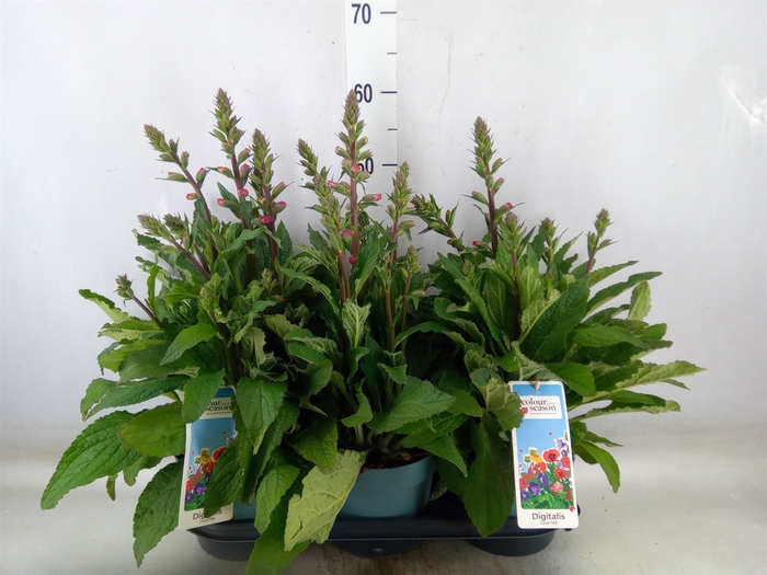 <h4>Digitalis purp. 'Lucas'</h4>