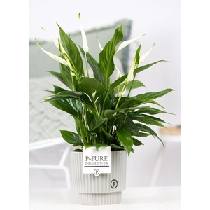 Spath Overig Keramiek Ivy Green Grey