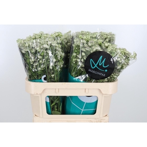 Astrantia Wit Billion Stars