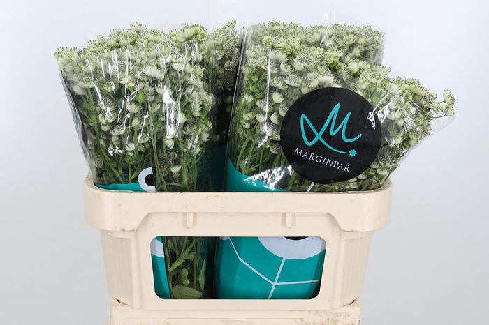 <h4>Astrantia Wit Billion Stars</h4>