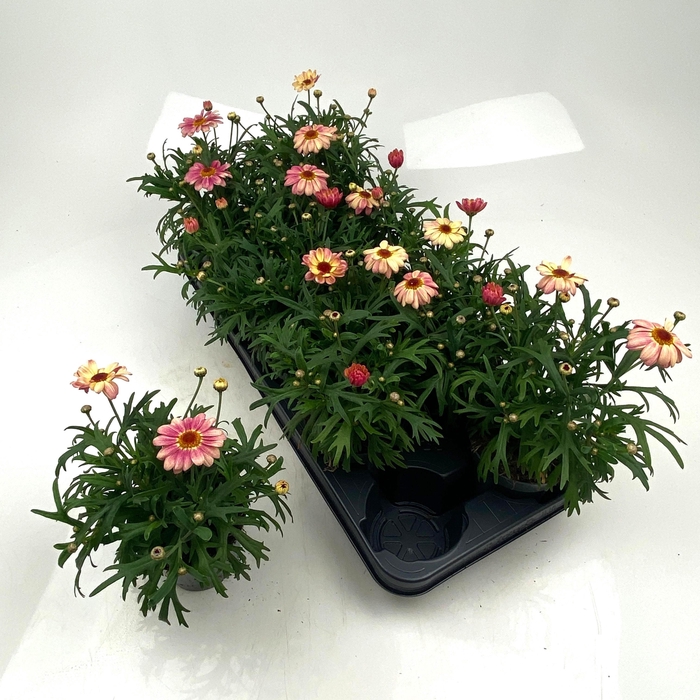 <h4>ARG LA RITA GEM</h4>