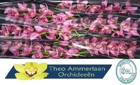 <h4>CYMB T RUBY ROSE</h4>