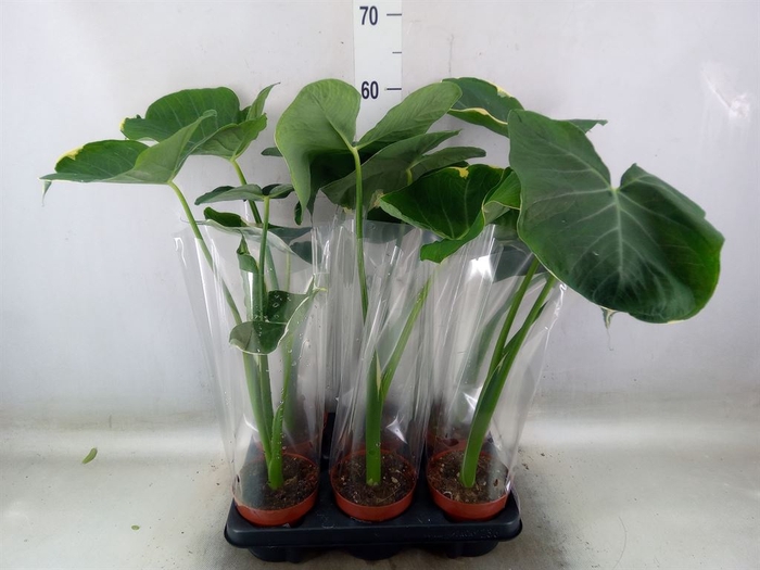 <h4>Alocasia   ...</h4>
