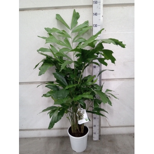 Caryota mitis