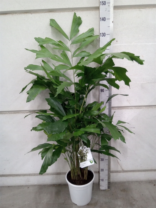 <h4>Caryota mitis</h4>
