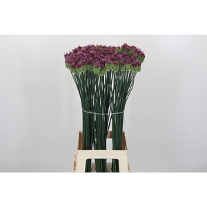 Allium Sphaerocephalon