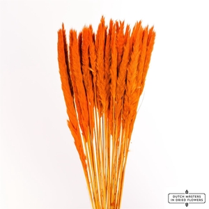 Dried Fluffy Pampas Orange Bunch Slv