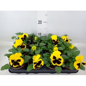 Viola wr. 'Colossus Yellow Blotch'