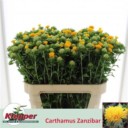 CARTH T ZANZIBAR