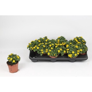 SANV PROCUMBENS