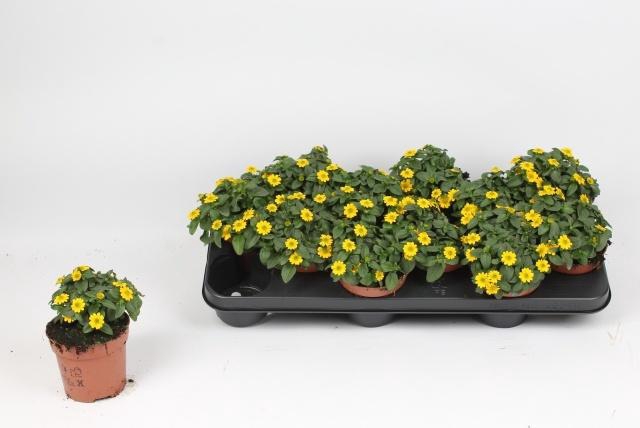 <h4>SANV PROCUMBENS</h4>