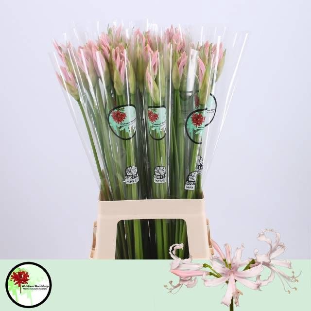 <h4>Nerine Sofie Wubben</h4>