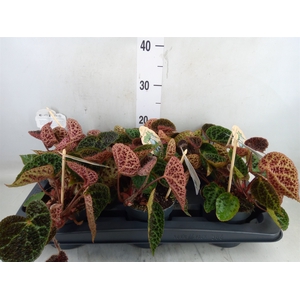 Begonia BD ferox