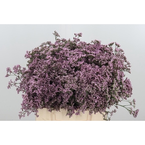Limonium Oshi Pink