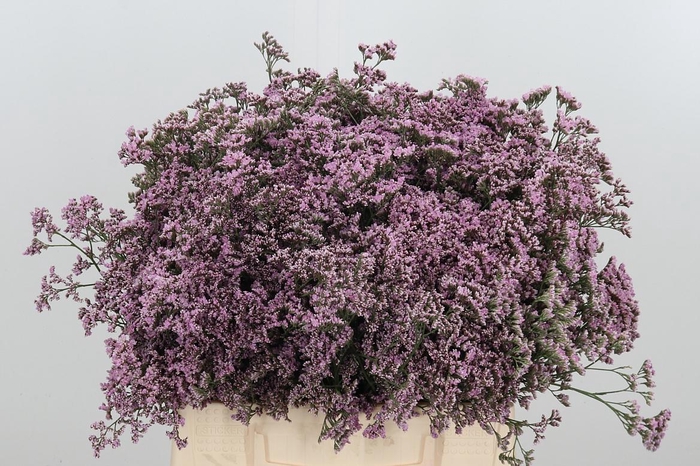 <h4>Limonium Oshi Pink</h4>