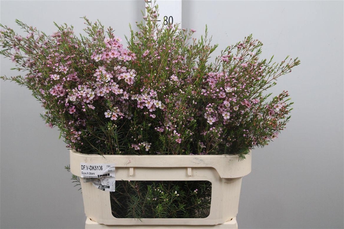 <h4>Chame Un Olivia</h4>