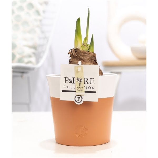 <h4>Hippeastrum white in P&PURE Terra Cotta 4 white</h4>