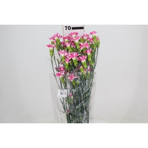CRAVO SPRAY STAR CHERRY TESSINO 070