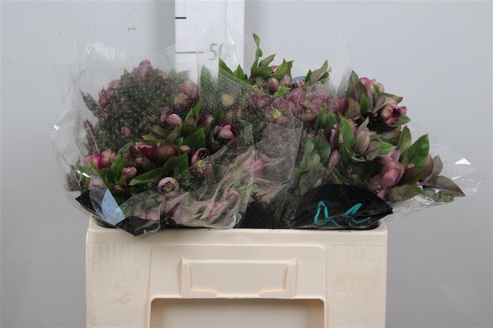 <h4>Hell Mammoth Pink</h4>