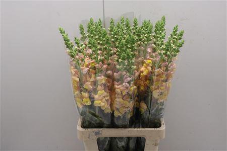 <h4>Antir Poto D Orange</h4>