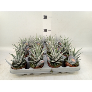 Haworthia fasciata 'Alba'