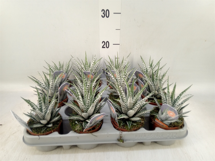 <h4>Haworthia fasciata 'Alba'</h4>