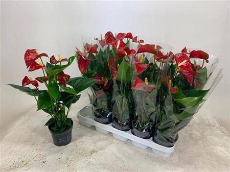 Anthu An Bambino Red