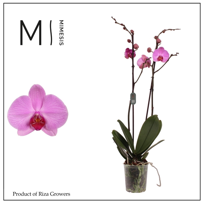 <h4>Phalaenopsis Orlando 2 spike – 12cm | Mimesis</h4>
