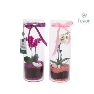 Glazen vaas met Phalaenopsis