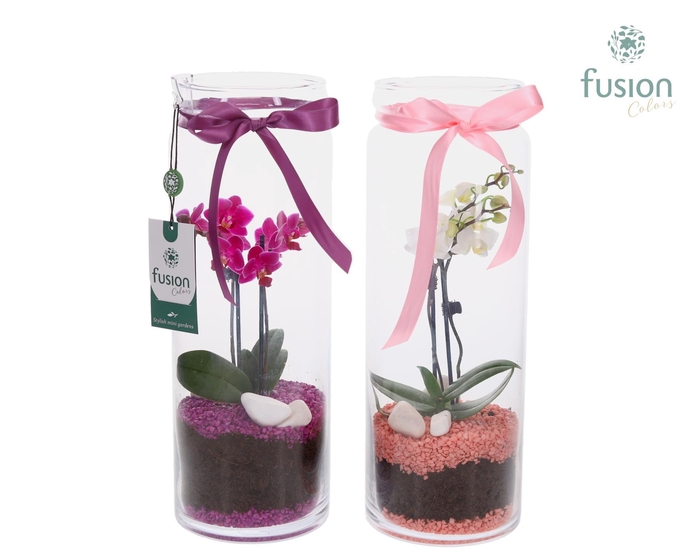 <h4>Glazen vaas met Phalaenopsis</h4>