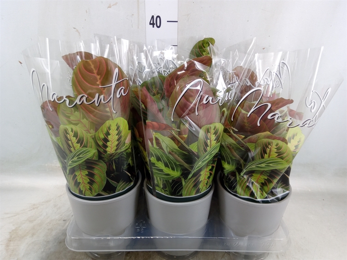 <h4>Maranta leuc. 'Fascinator'</h4>