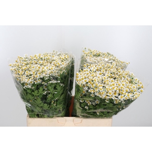 Tanacetum Pa Single Vegmo