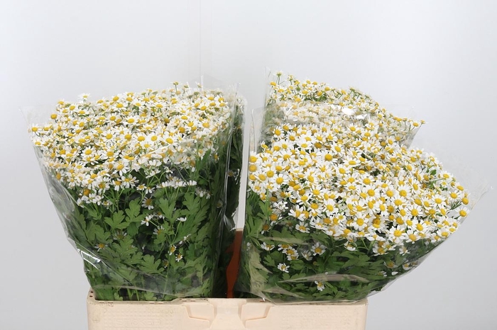 <h4>Tanacetum Pa Single Vegmo</h4>