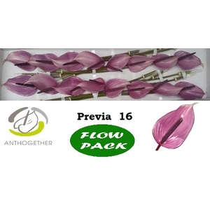Anthurium Previa