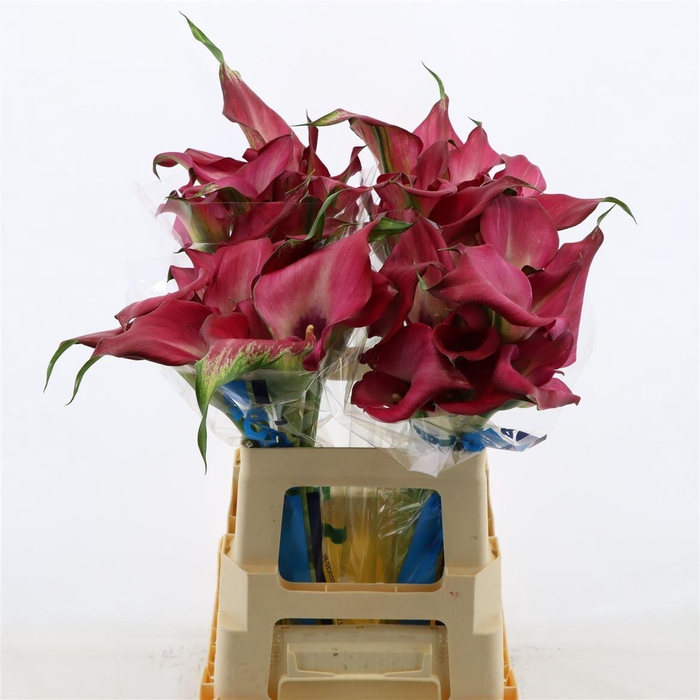 <h4>Calla Zazu | Dubbelbloemig</h4>