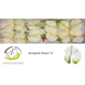 ANTH A ACROPOLIS 12 groen