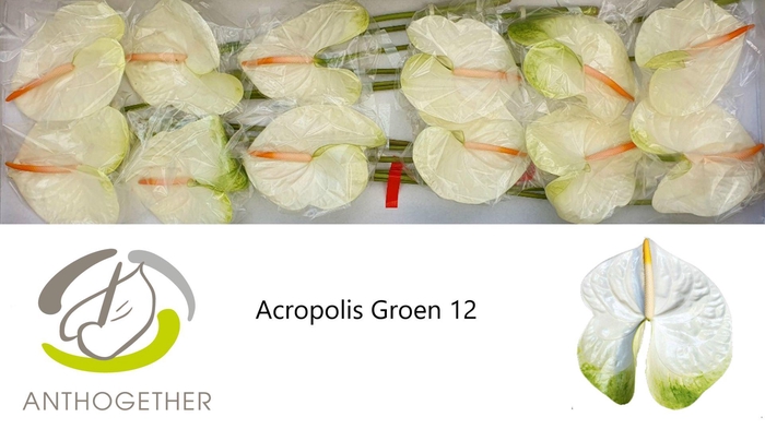 <h4>ANTH A ACROPOLIS 12 groen</h4>
