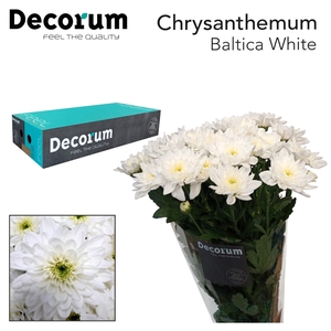 CHR T BALTICA DECORUM