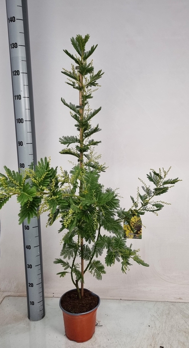 <h4>MIMOSA PUDICA</h4>